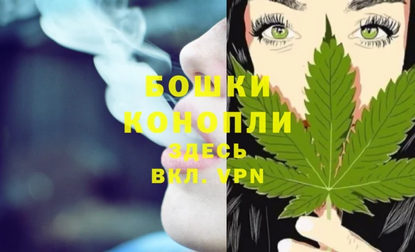 сатива Новокубанск